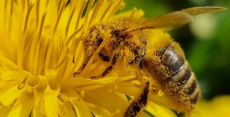 abeille-pollinisation